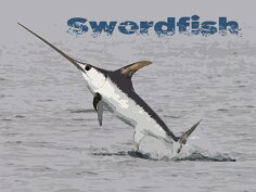 Swordfish logo